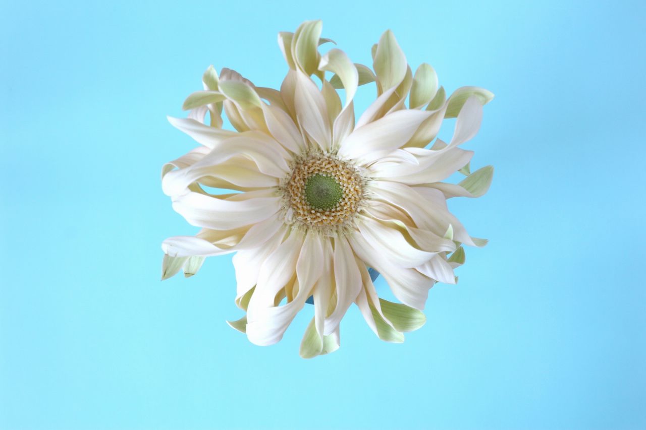 「パスタベネチア」は10月の誕生花ガーベラのカール咲き品種
