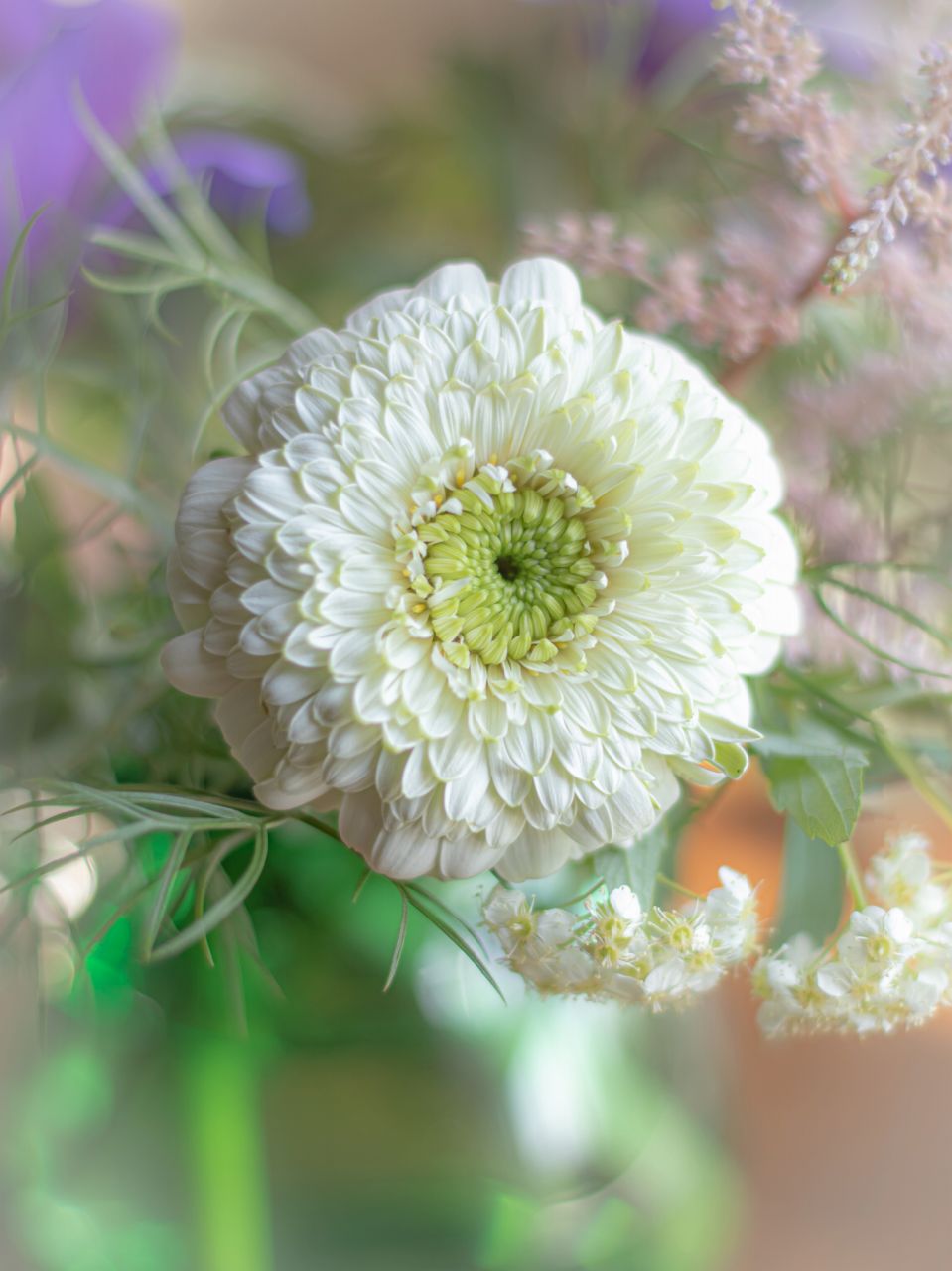 「ヒマリア」は10月の誕生花ガーベラのポンポン咲き品種