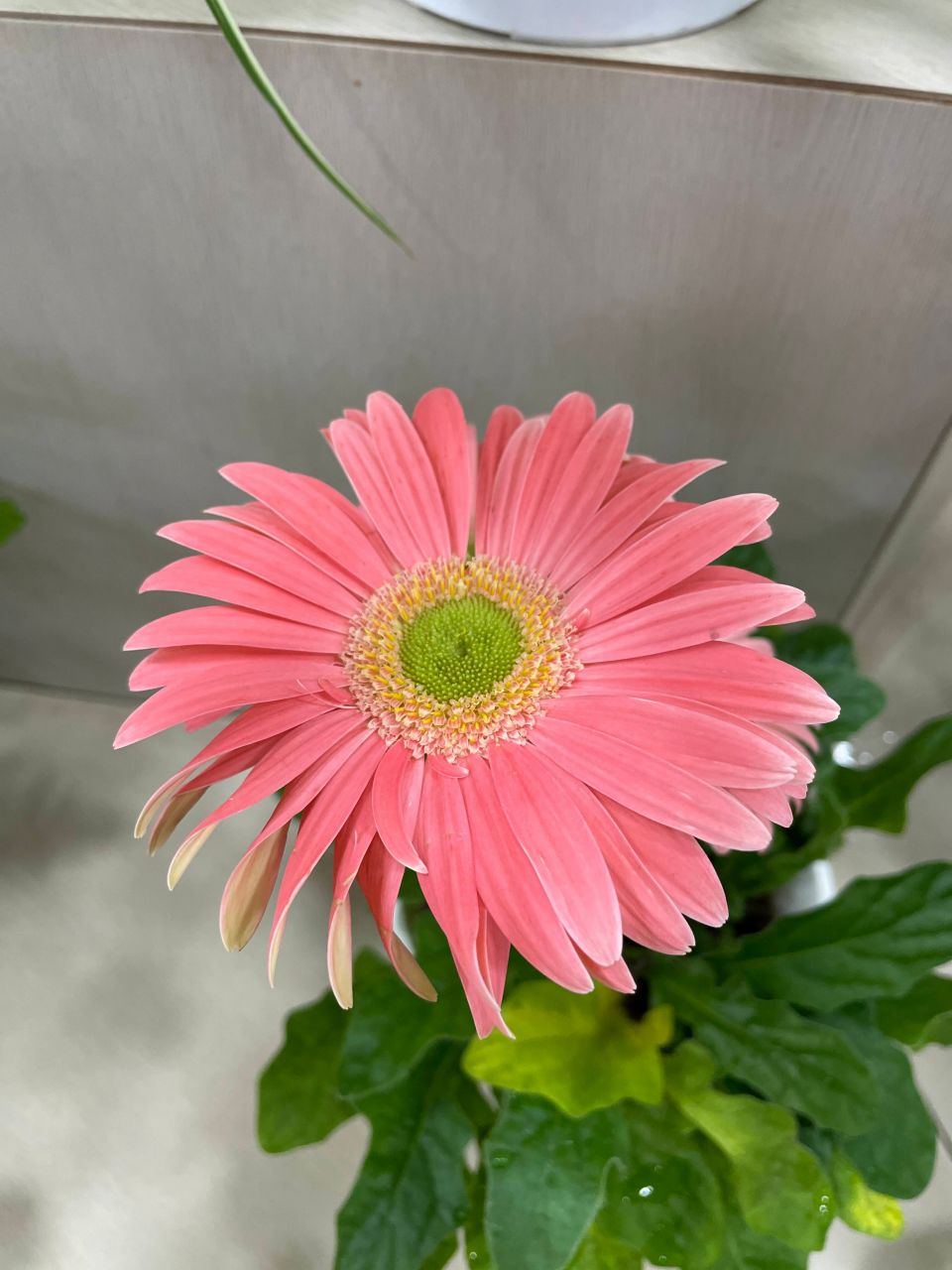 フラワーアレンジメントに人気の『ガーベラ』11月誕生花でもある