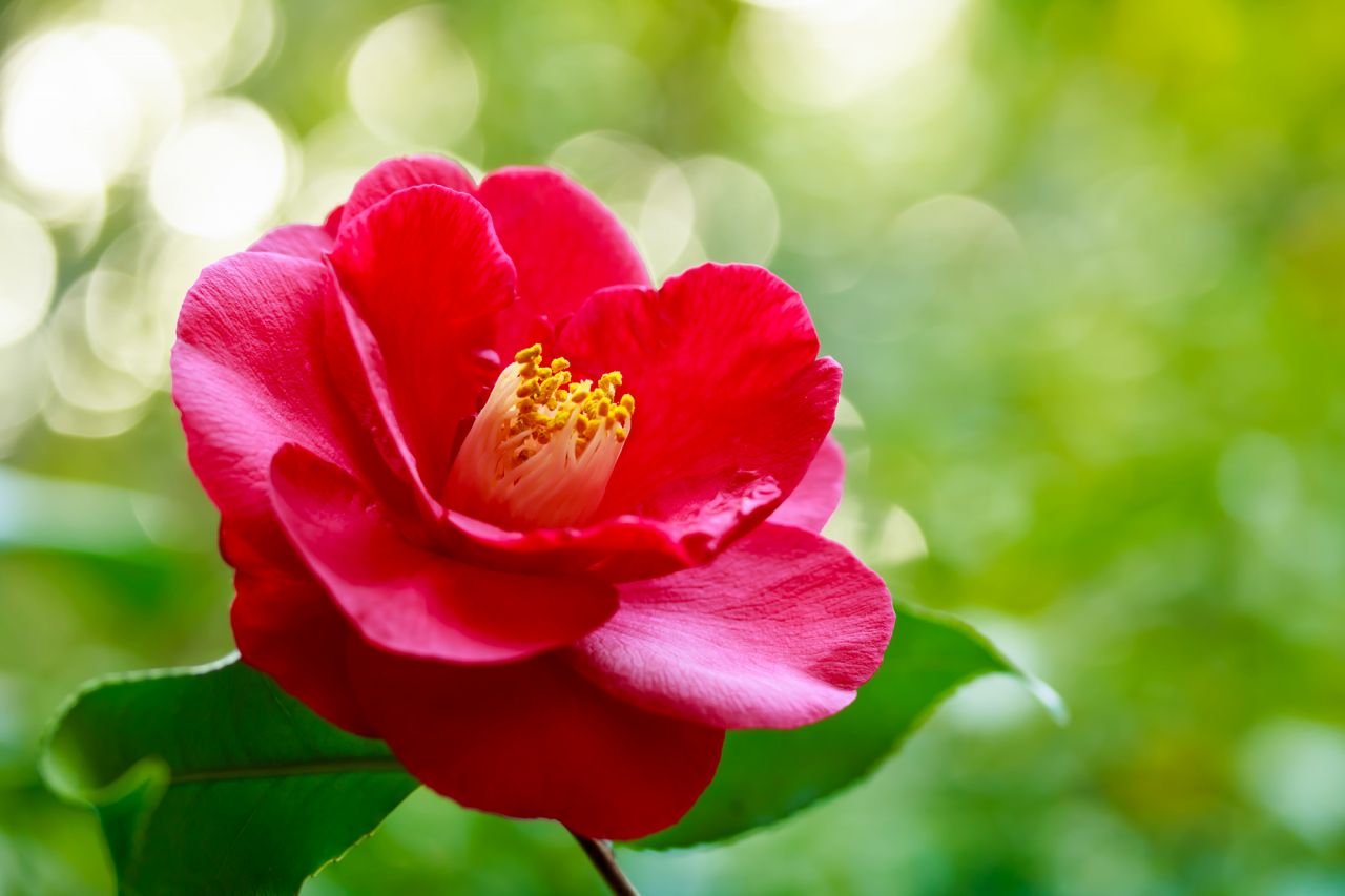 11月の誕生花『ツバキ』は“日本の薔薇”と冠されています