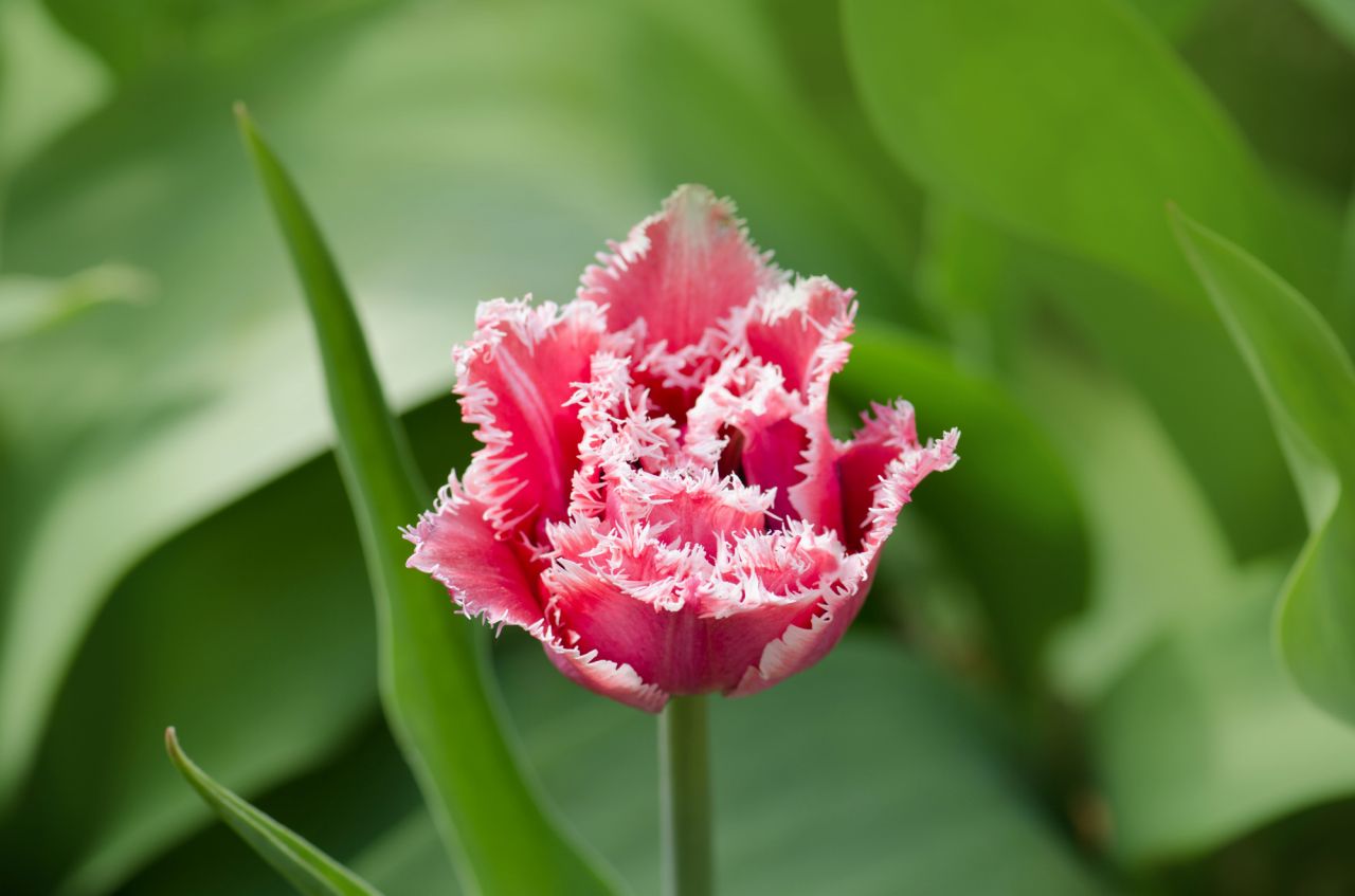 チューリップは3月の誕生花ですが他の月の誕生花でもあります