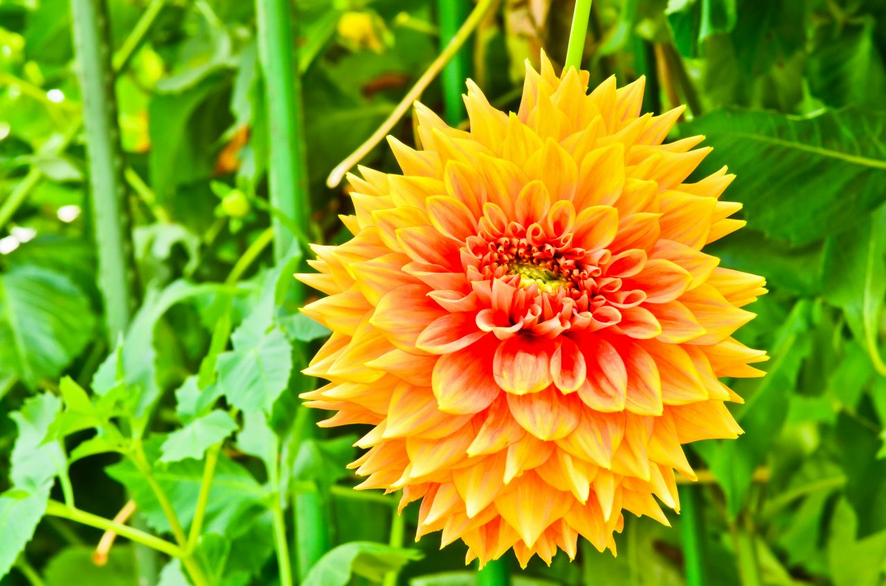 代表的な9月誕生花『ダリア』！さまざまな形と色が特徴
