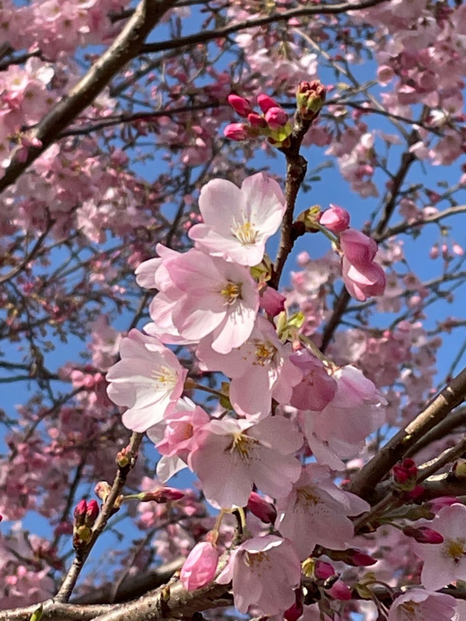 桃の花と桜・梅を見分けるなら「花びら」に注目