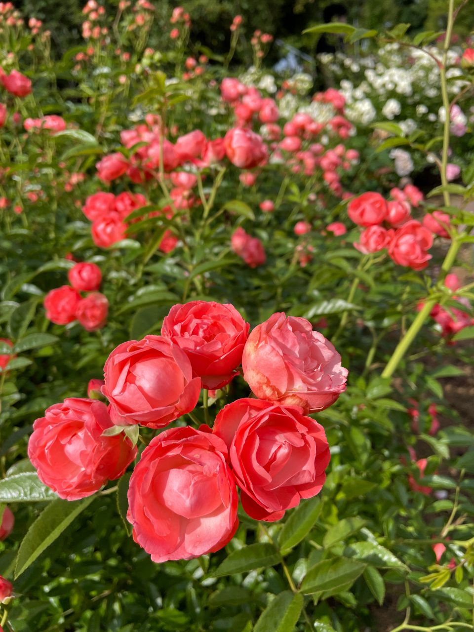 赤いバラの花言葉は「愛情」・「情熱」・「熱烈な恋」
