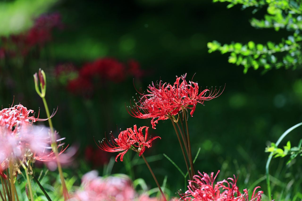 秋の花といえば真っ赤な姿の「彼岸花」