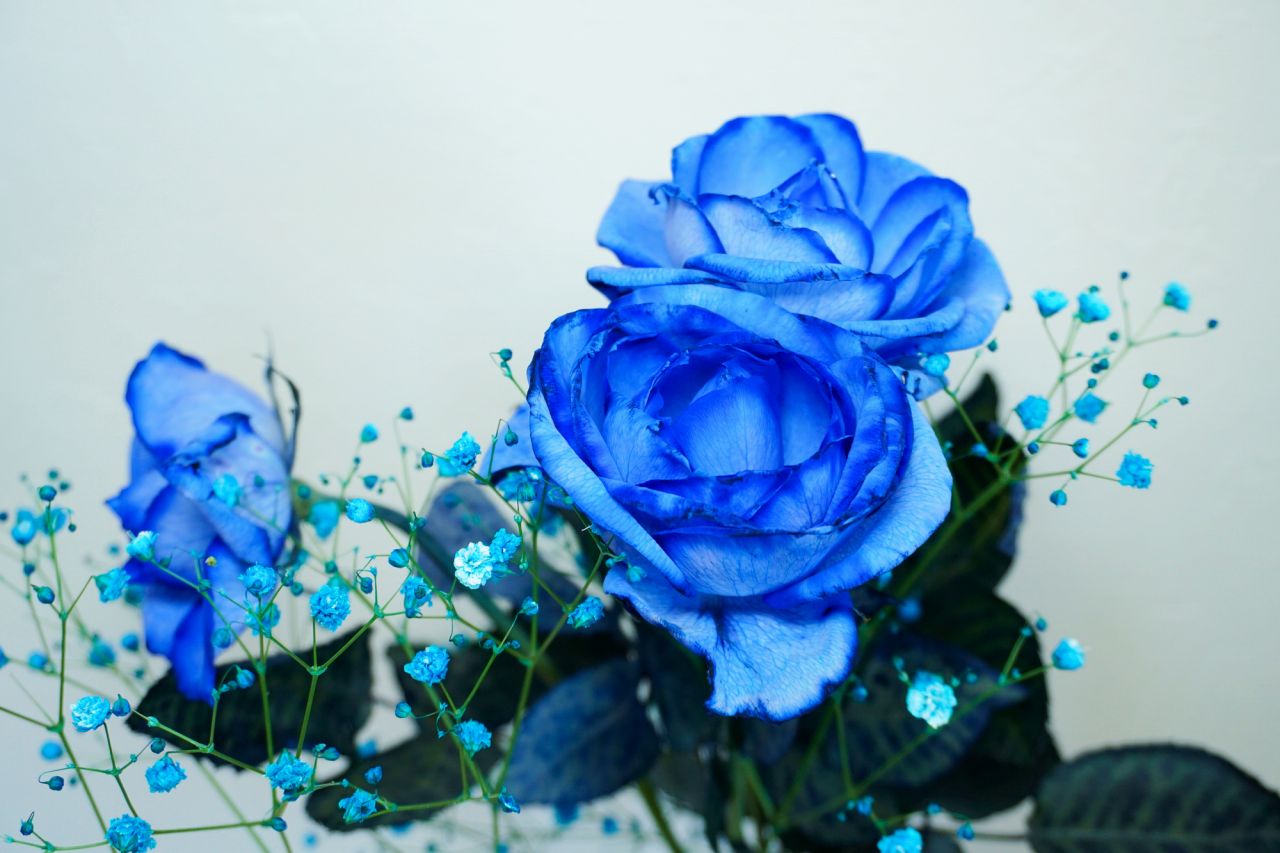 青いバラの花言葉が「不可能」から「夢かなう」へ変わった理由