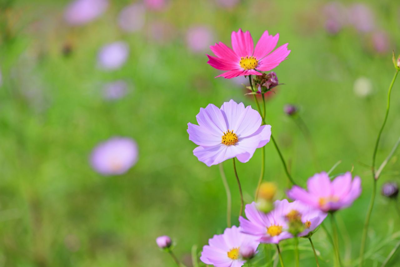 秋の花を使ったフラワーアレンジメント