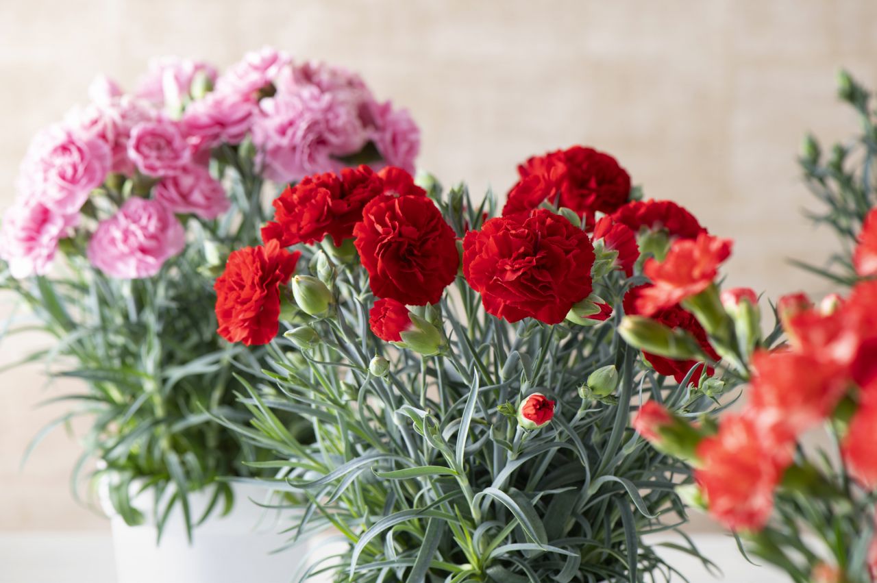 カーネーションってどんな花？鉢植えは室内でも育つ？