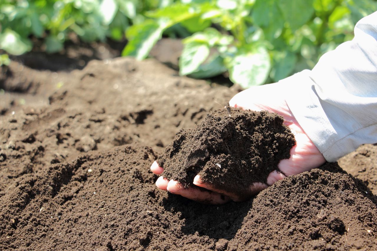 鉢植えカーネーションのお手入れ①：水はけ・通気性に優れた土に入れ替え