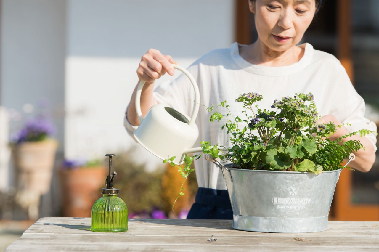 鉢植えカーネーションのお手入れ②：水やりは「土が乾いたらたっぷりと」が基本！