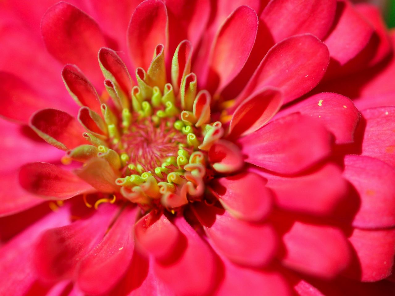 素敵な花言葉を持つダリアは「9月」の誕生花