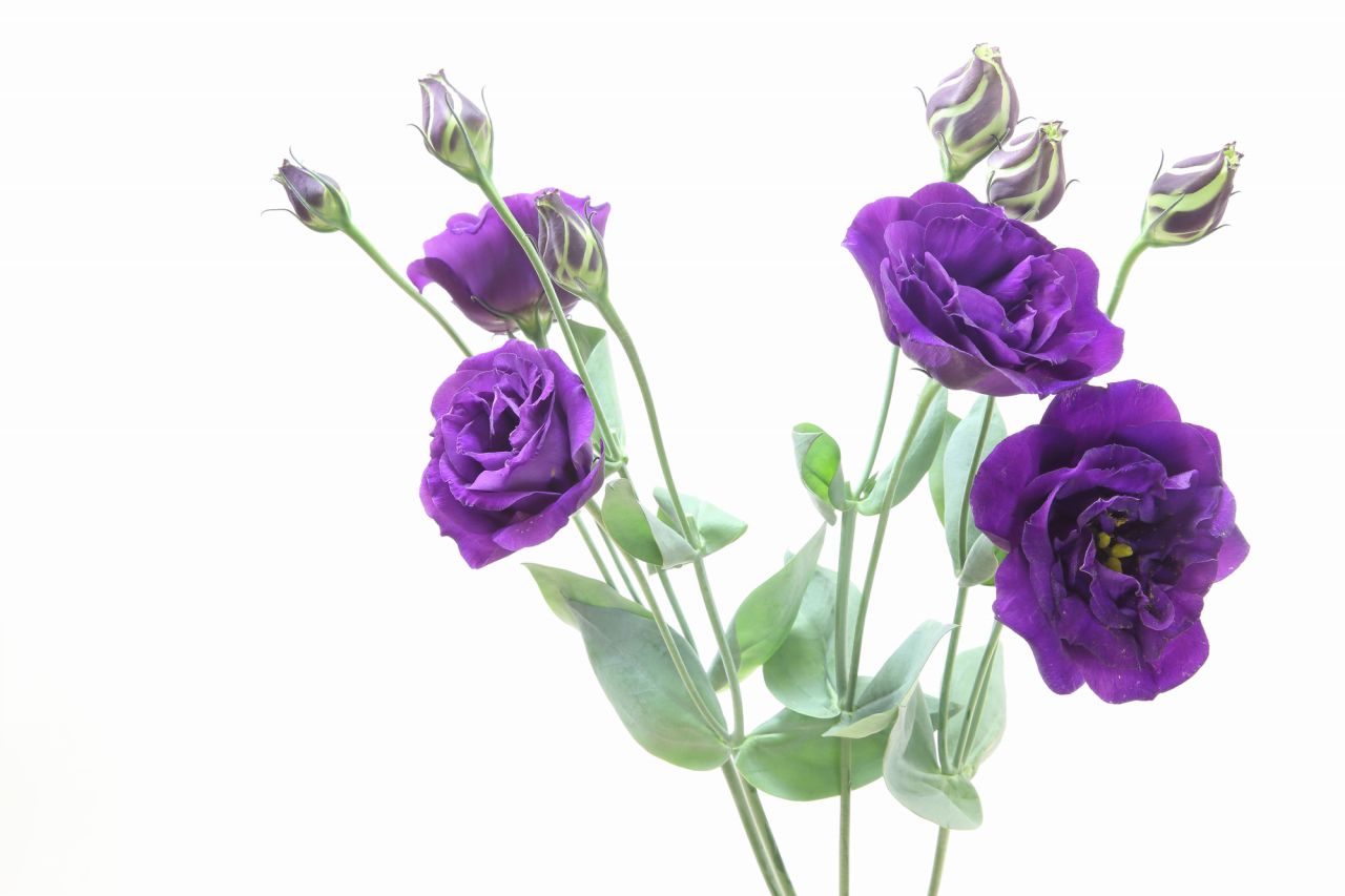 「紫色」のトルコキキョウの花言葉