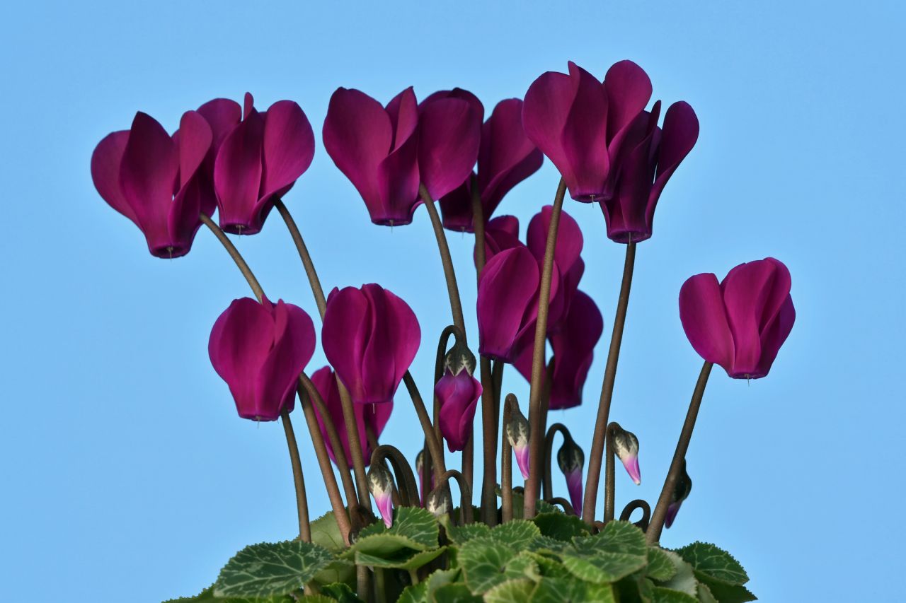 冬の花といえば冬に花を咲かせる球根植物「シクラメン」