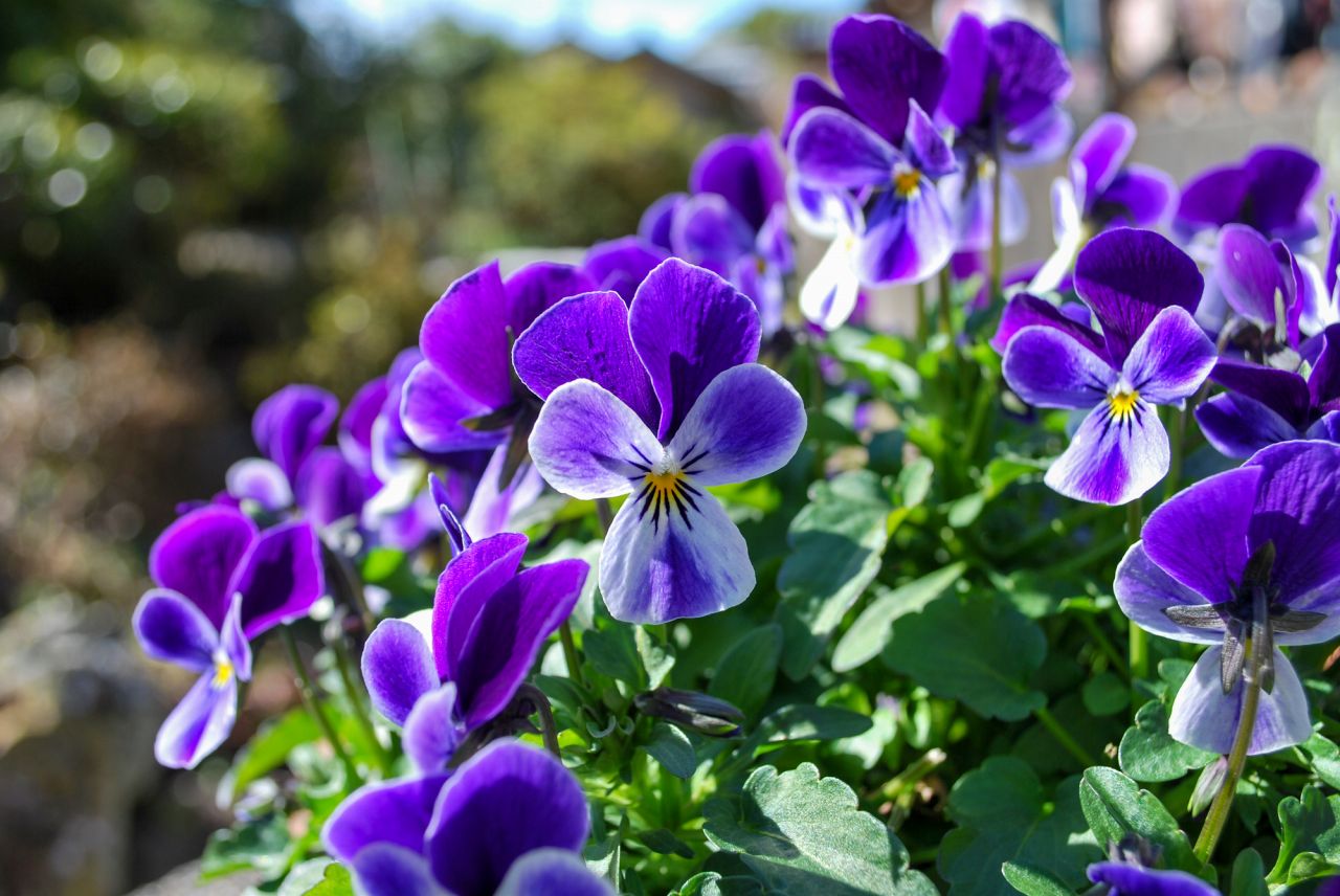 冬の花といえば長い期間楽しめ「パンジー・ビオラ」