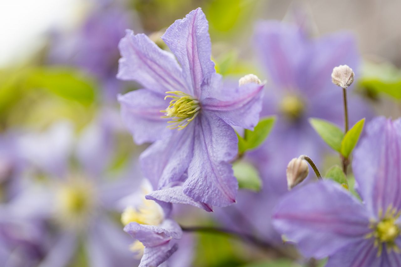 冬の花といえば育てやすい冬咲きの「クレマチス」