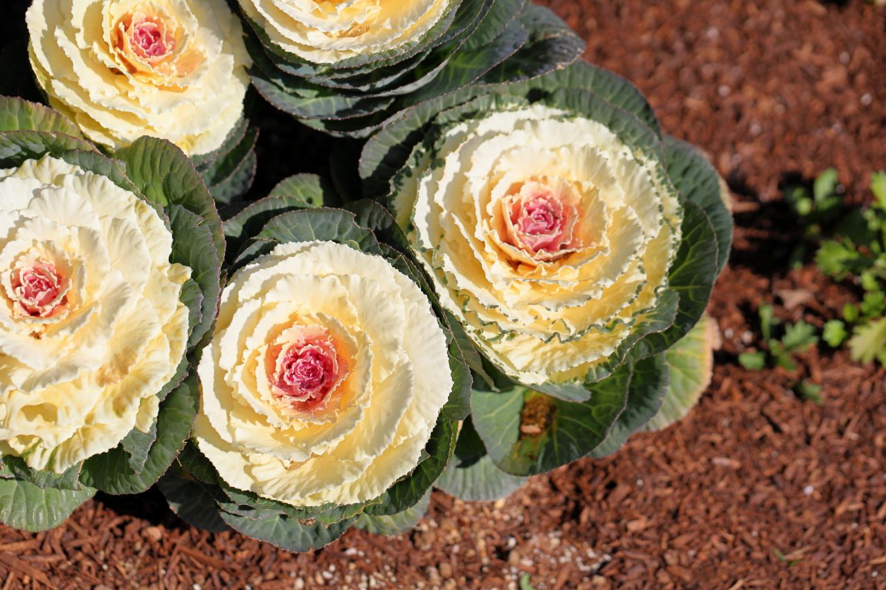 冬の花といえばキャベツに似たユニークな花「葉牡丹」