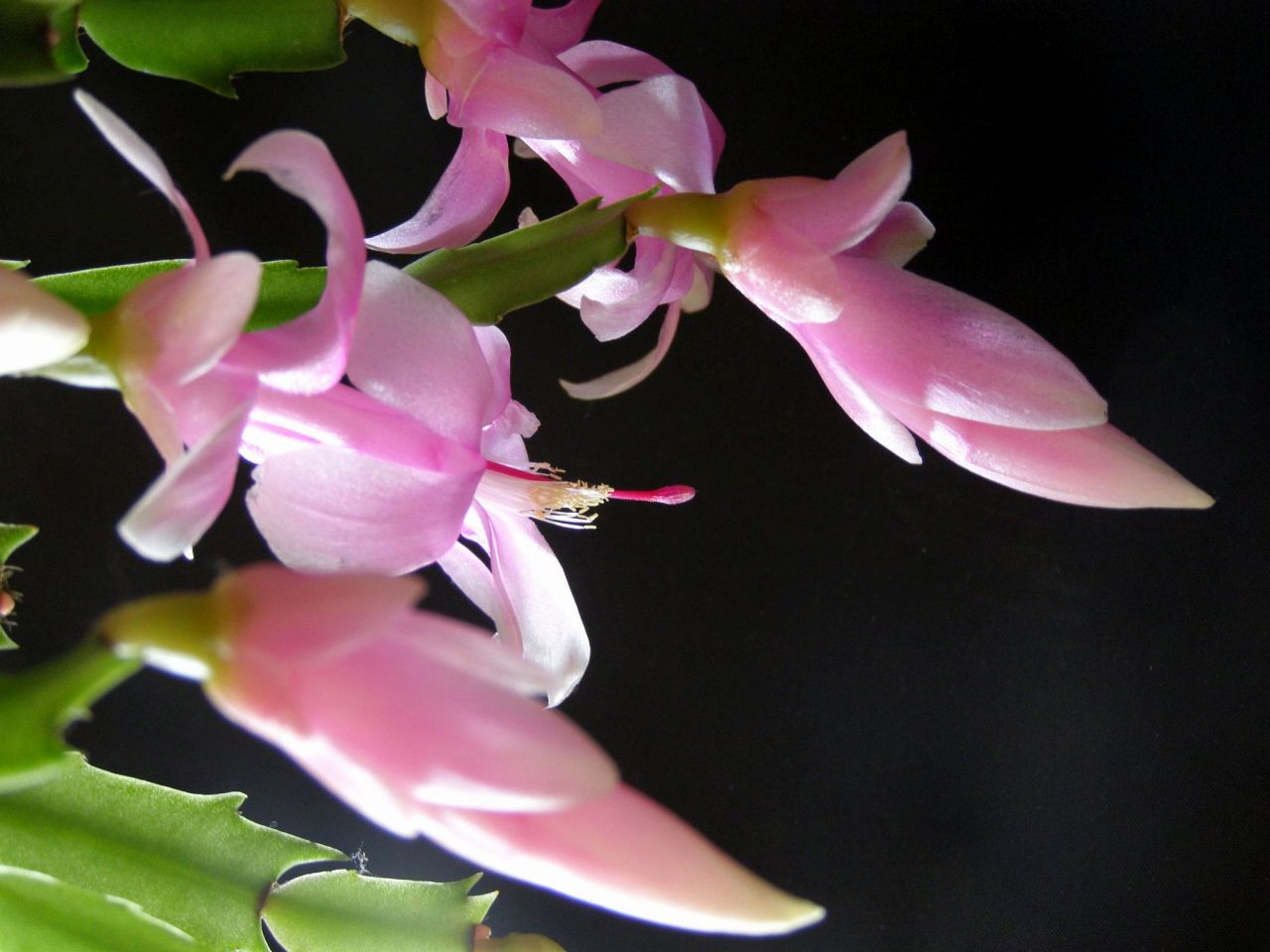 冬の花といえば葉茎もインパクトのある「シャコバサボテン」