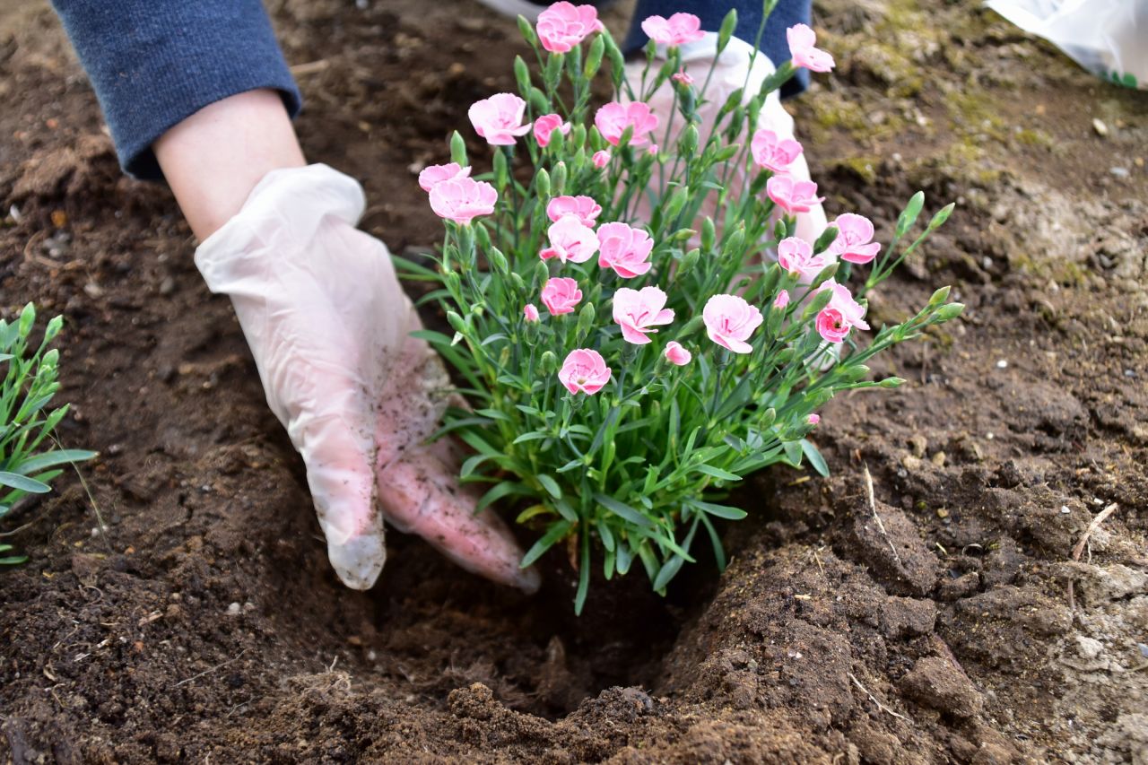 冬の花壇レイアウトで後方におすすめの植物