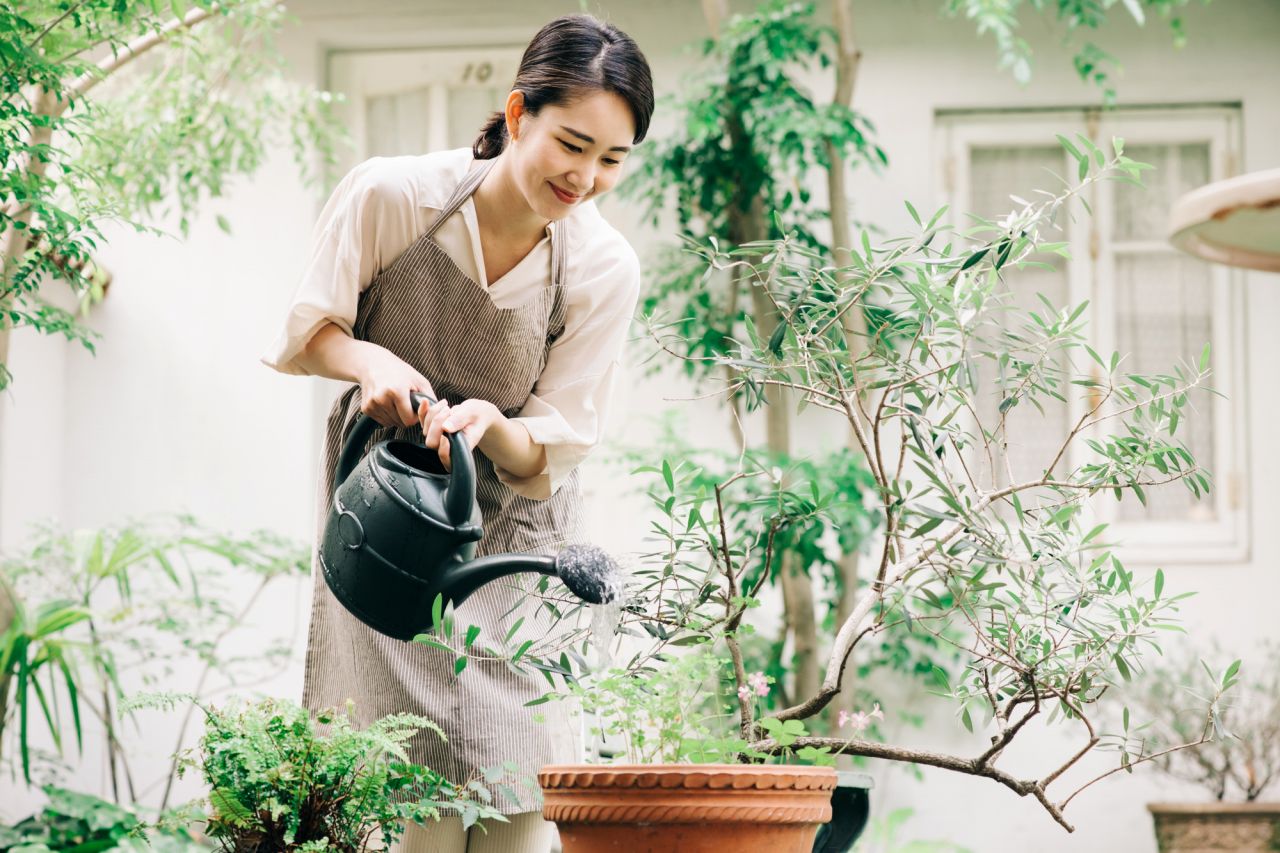 ガジュマルの植え替えの注意点は？これだけは注意したいポイント4選