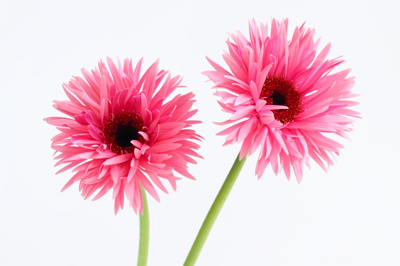ピンク色のガーベラの花言葉は「崇高美」「童心に帰る」