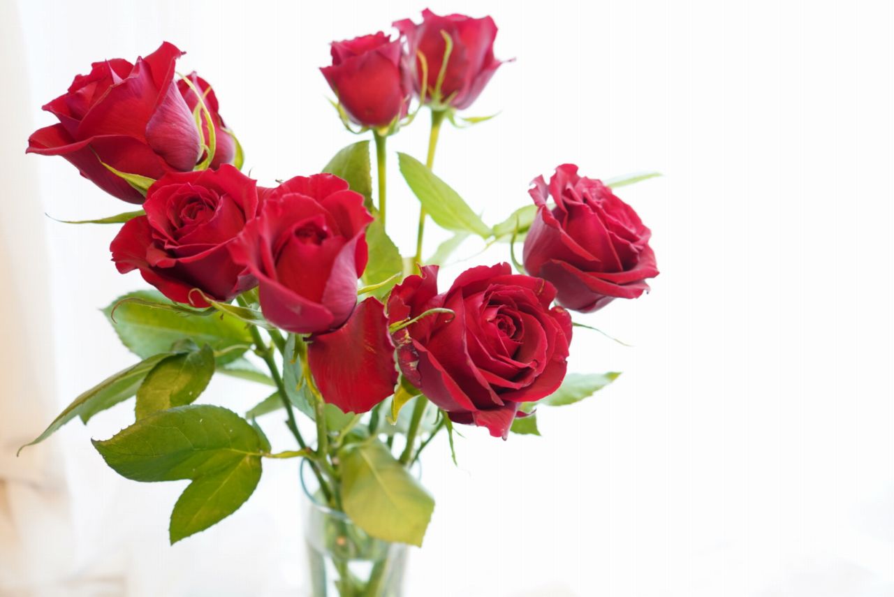 バラの簡単お手入れ方法。母の日に贈られたバラを飾る