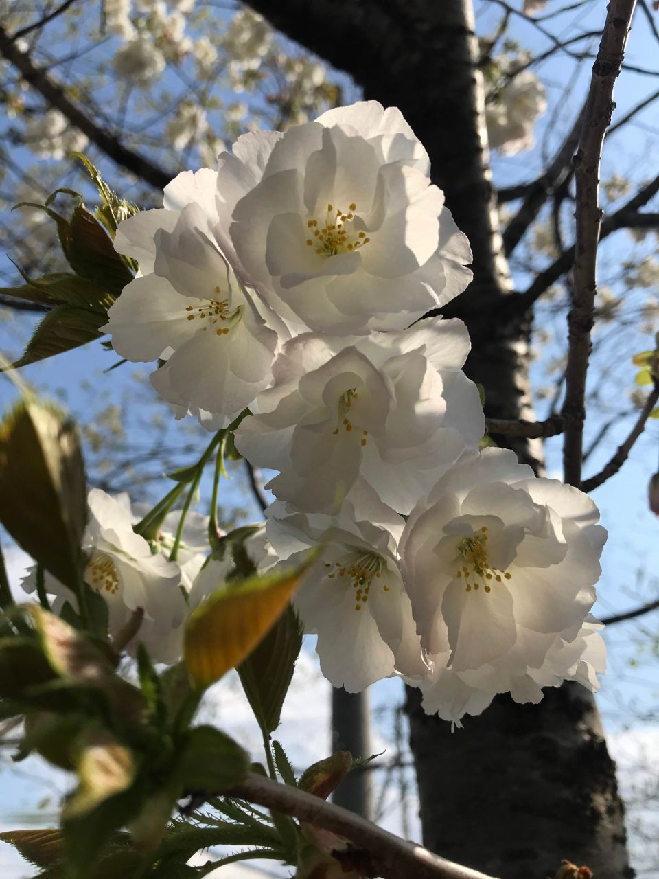 「八重咲き」の花が特徴のサクラ