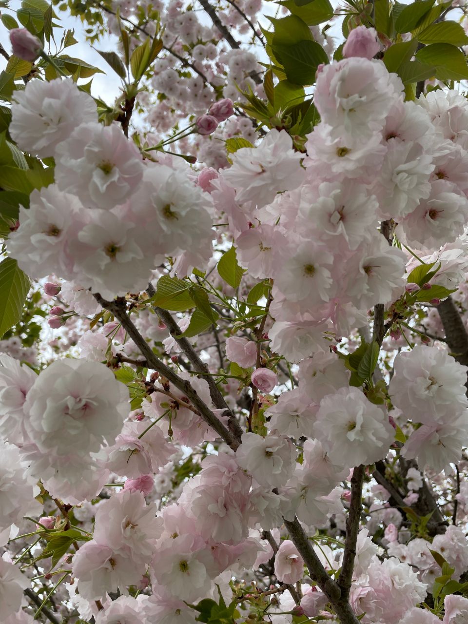 「菊咲き」の花が特徴のサクラ
