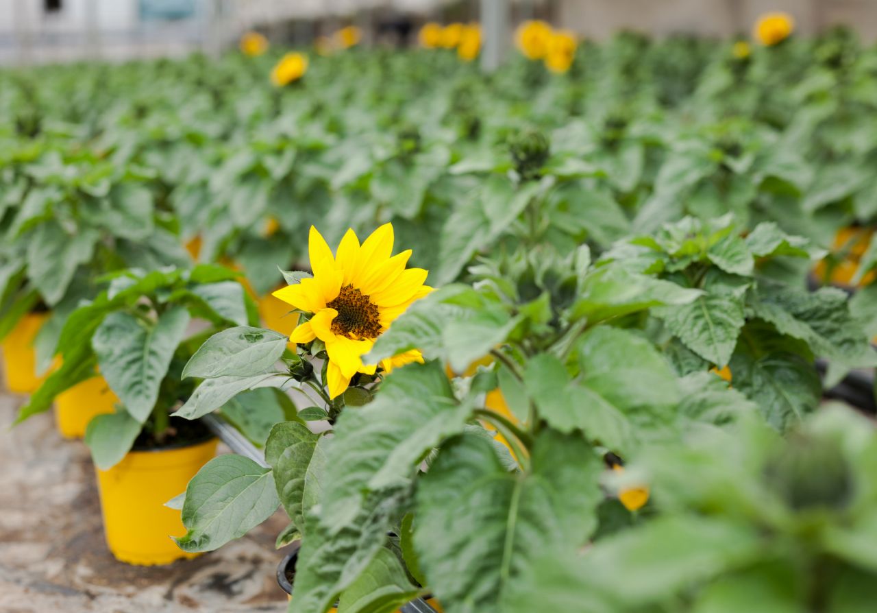 誕生花『ひまわり』の花名の由来はそのまま「太陽」から