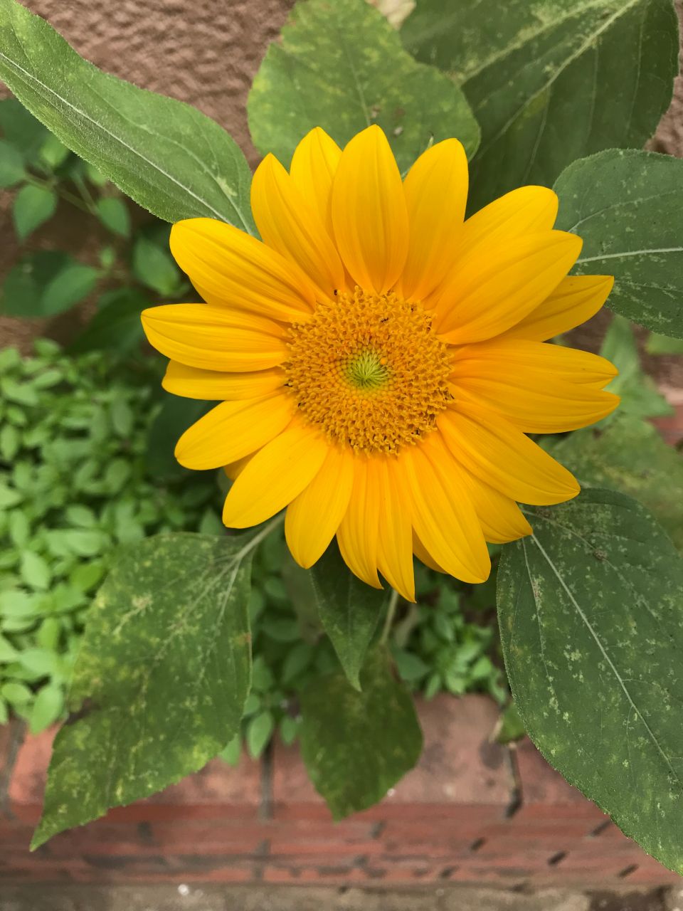 誕生花『ひまわり』を国花としている国