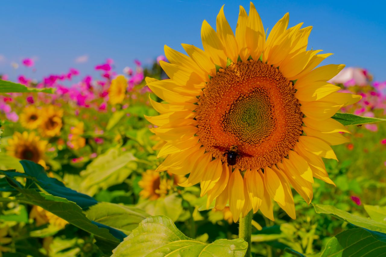 『陽』の気を持つ誕生花ひまわり。花風水的に縁起が良い！