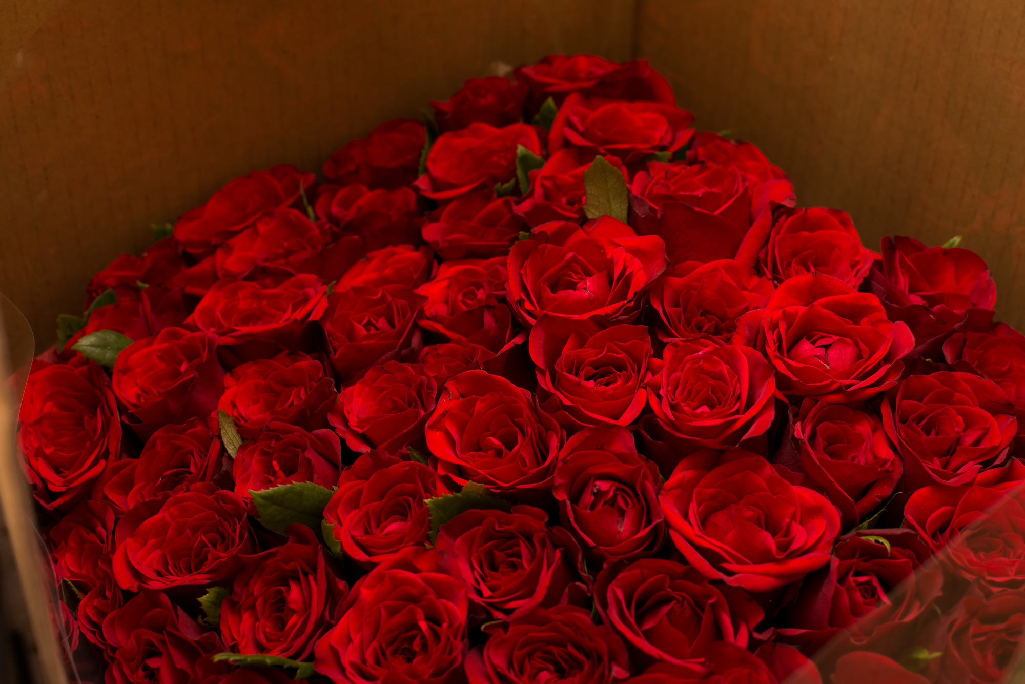 いい夫婦の日にお勧めのギフトは「赤のお花」！感謝や愛情を伝えましょう