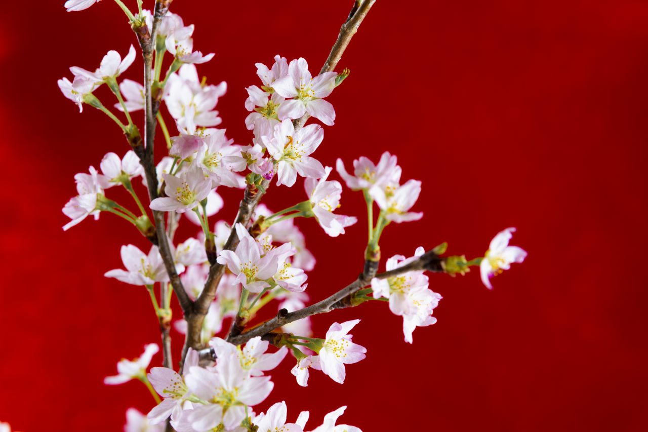 還暦のお祝いにもらって嬉しかったもの　－お花－