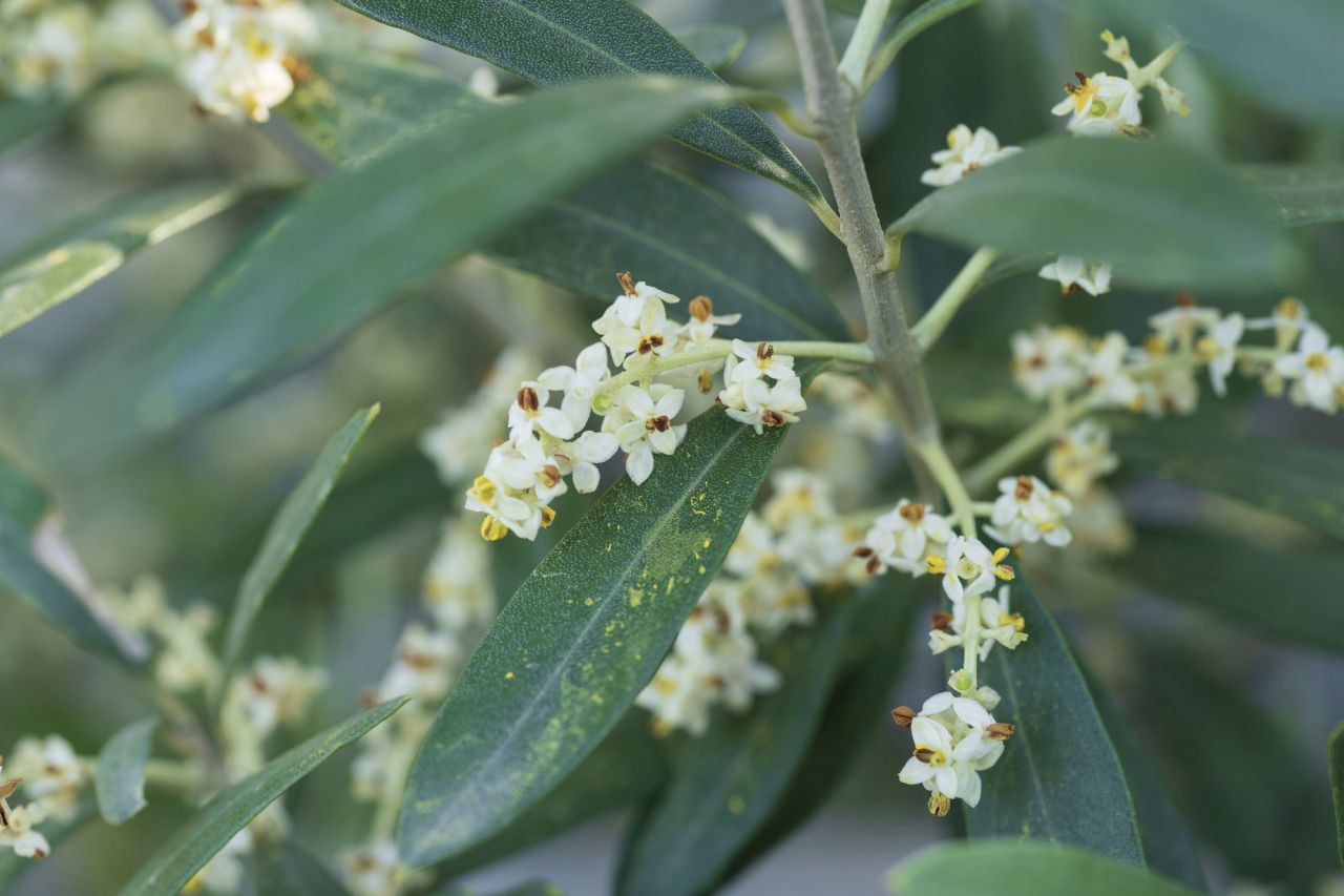 観葉植物の大きさ別インテリアのコツ