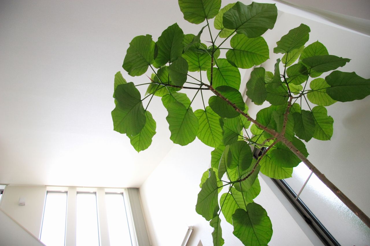 ハート型の葉が特徴！室内観葉植物 第7位「フィカス・ウンベラータ」
