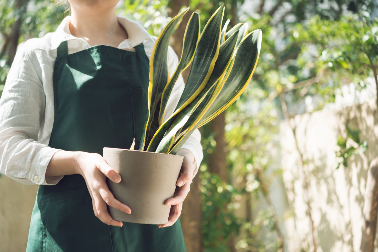 意外とメリットも多い！通販での観葉植物購入