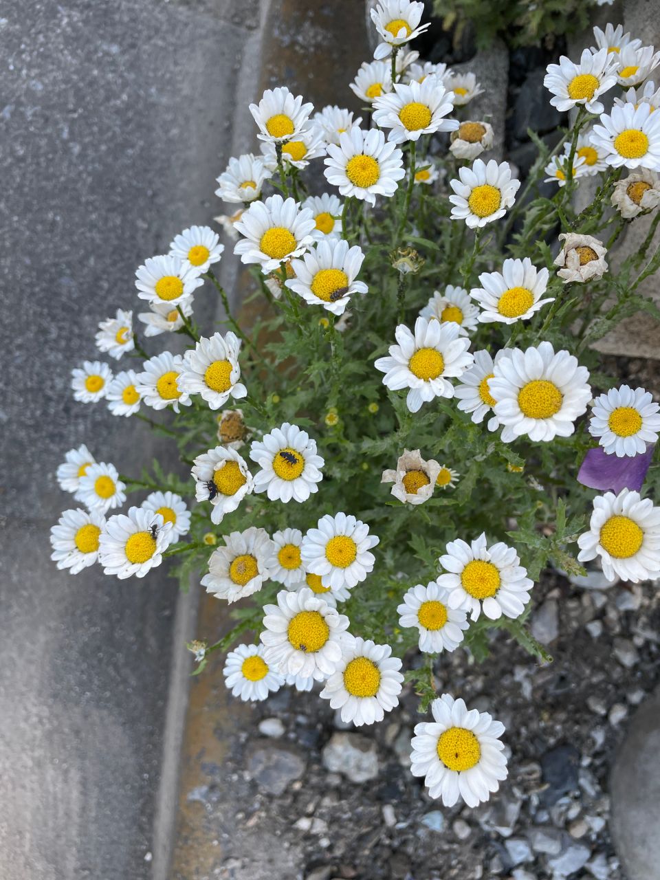 カスミソウと調和する淡いお花と合わせた「可憐なふんわりブーケ」