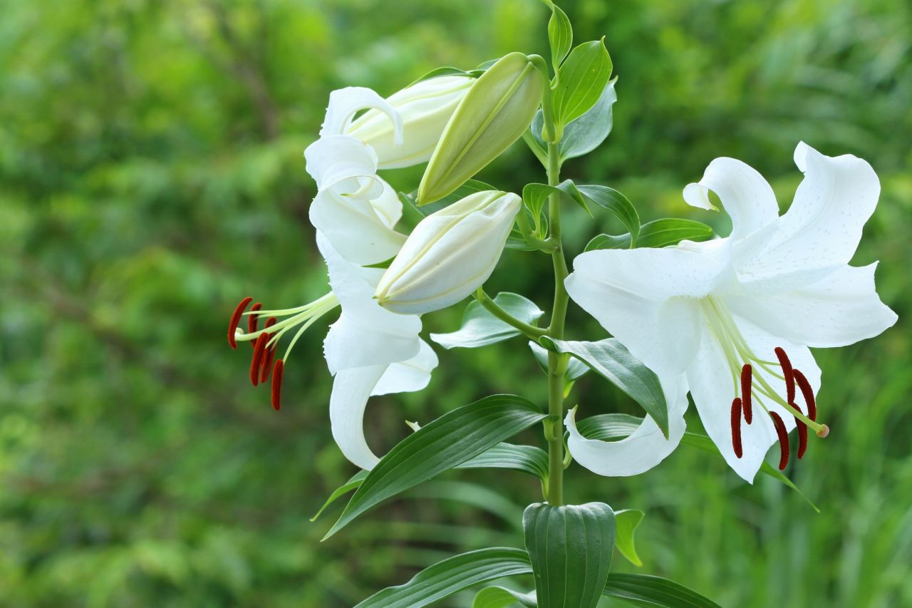 「敬老の日」プレゼントランキング　おすすめの花