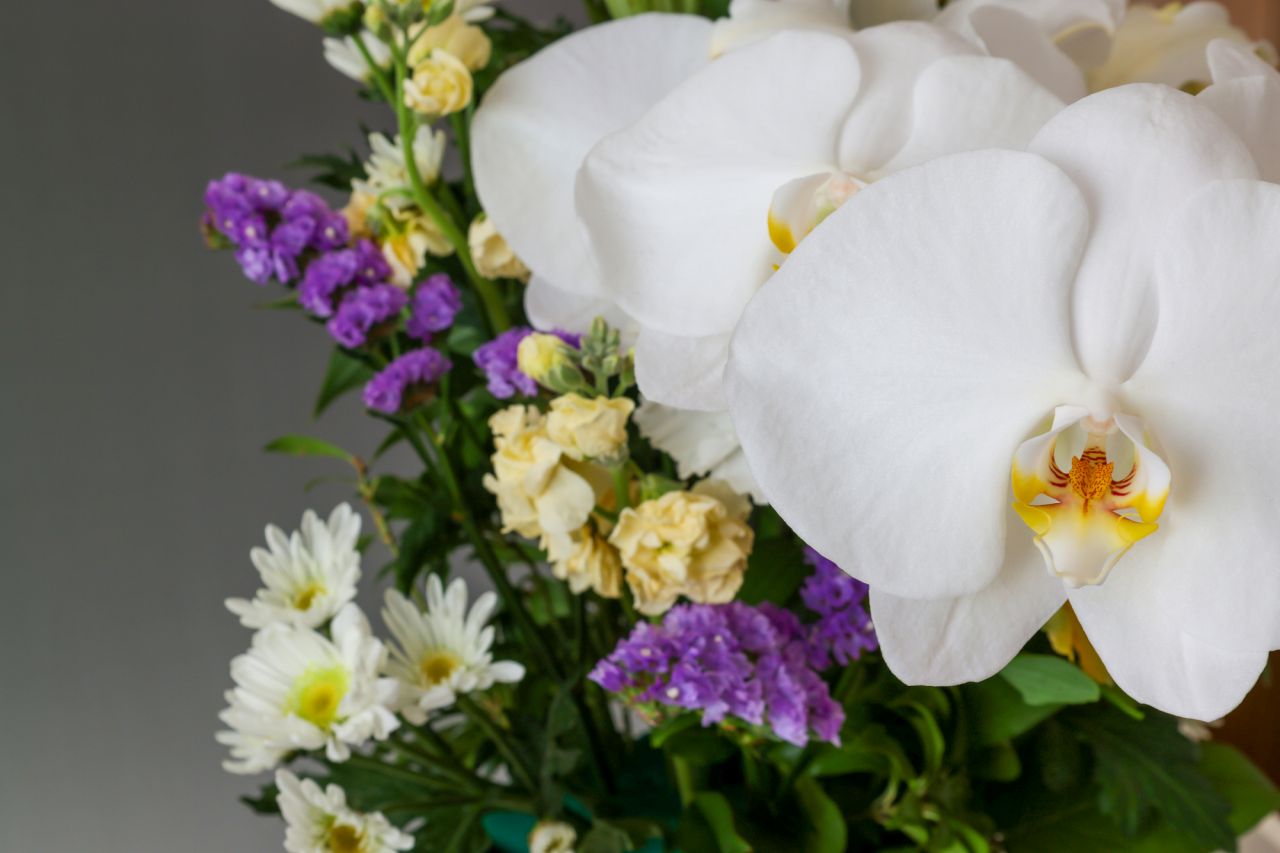 胡蝶蘭がギフトやお供えの花に選ばれる理由