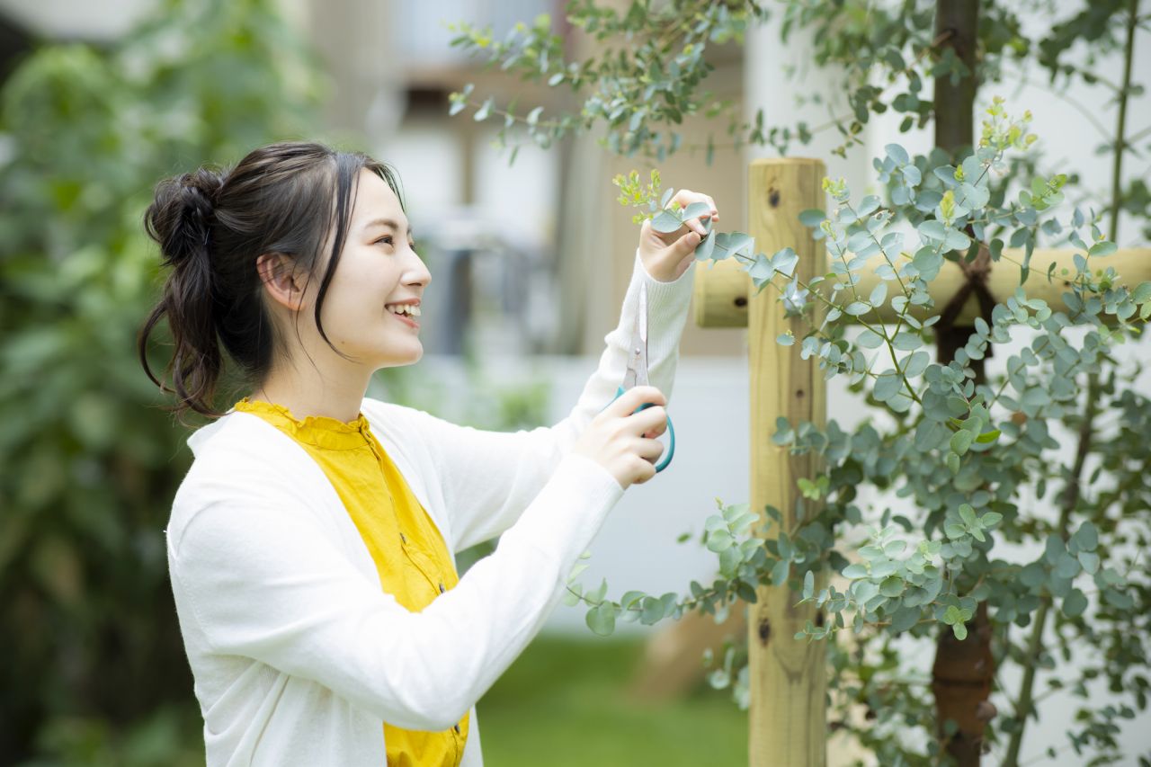 胡蝶蘭の花がしおれたら株を休ませ寿命を延ばす