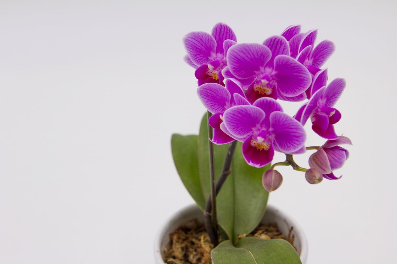 紫の胡蝶蘭は自宅に飾っても映える存在感
