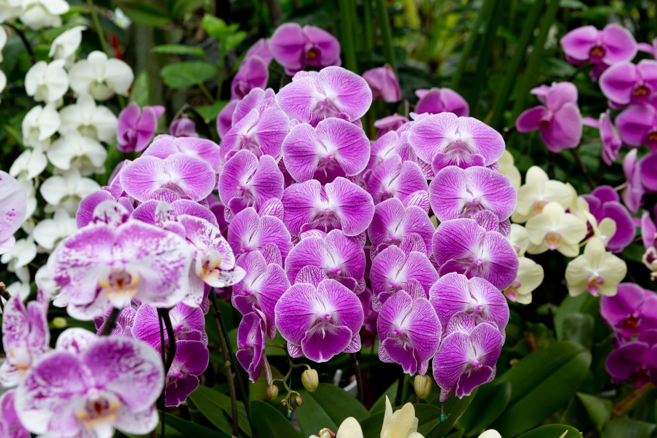 紫の胡蝶蘭の魅力は他の花には無い圧倒的な存在感