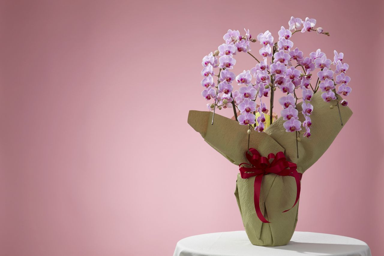 ピンクの胡蝶蘭（こちょうらん）の花言葉や値段を紹介