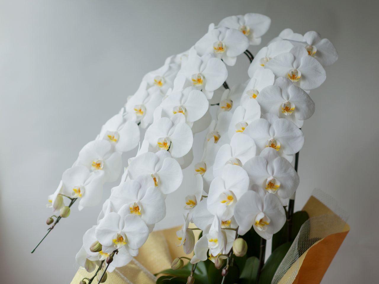 お供えの花としてふさわしい胡蝶蘭の特徴