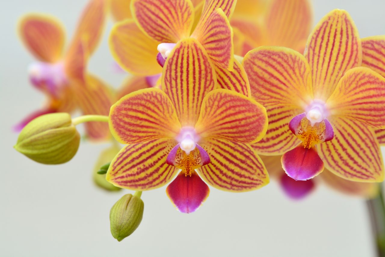 胡蝶蘭はお祝いの贈り物として人気の花！育て方も大事に
