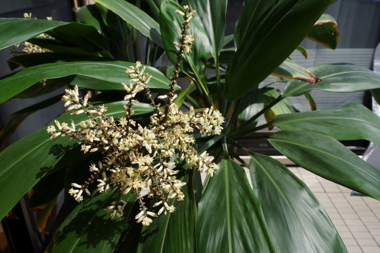 小さくて可愛い花が咲く幸福の木の花言葉