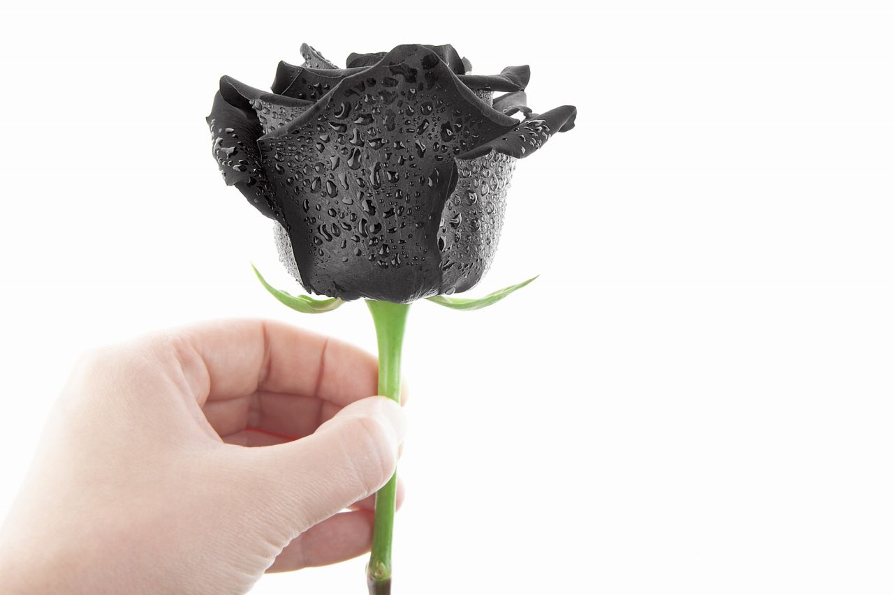 黒バラは9月18日の誕生花