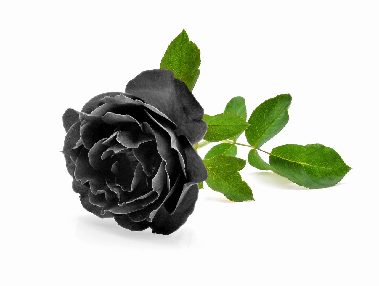 黒バラの花言葉は深い愛を表す一方、その反対の意味も