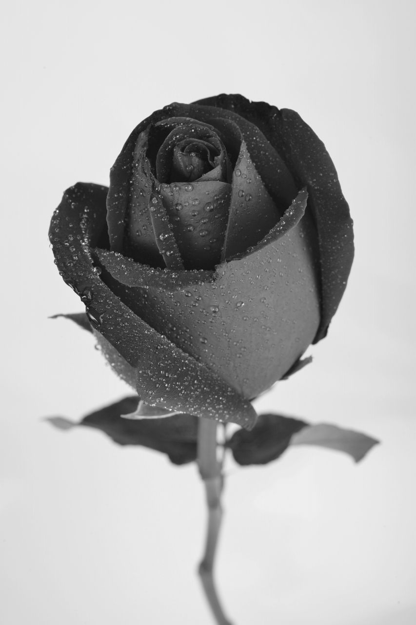 黒バラの花言葉はなぜ怖い？「不吉」や「死」を連想させる色