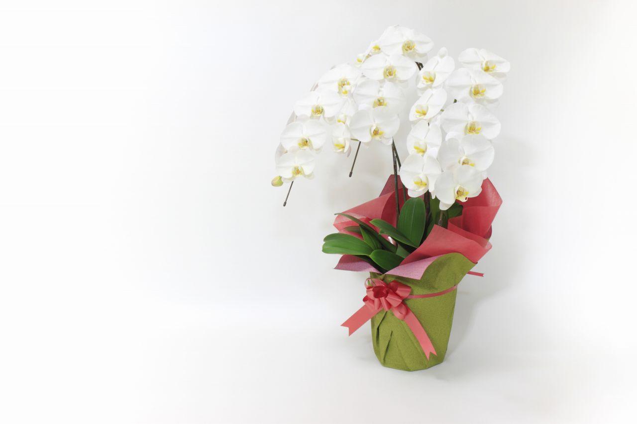 ミディアム胡蝶蘭は自宅用としても人気の花