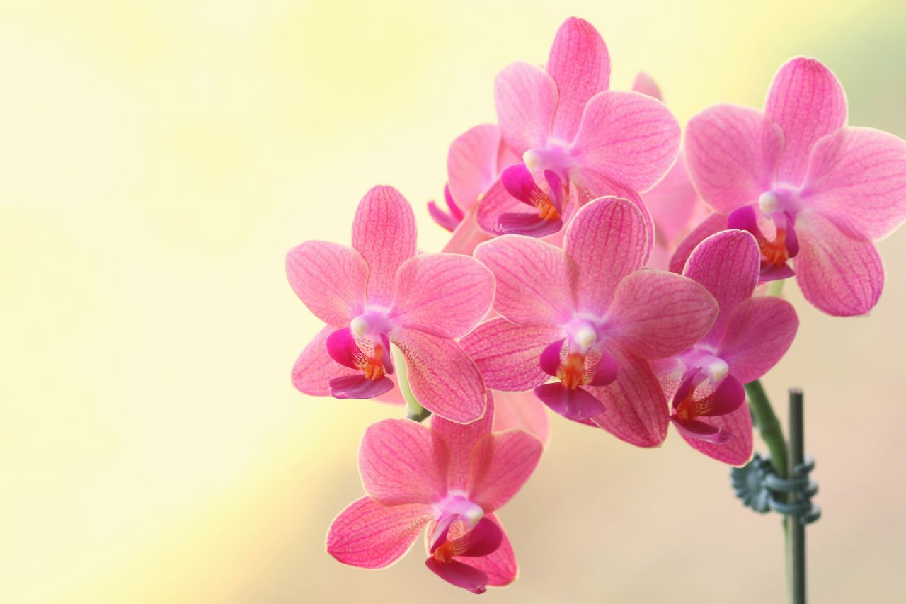 マイクロ胡蝶蘭とは？2～4センチの小さいお花の胡蝶蘭